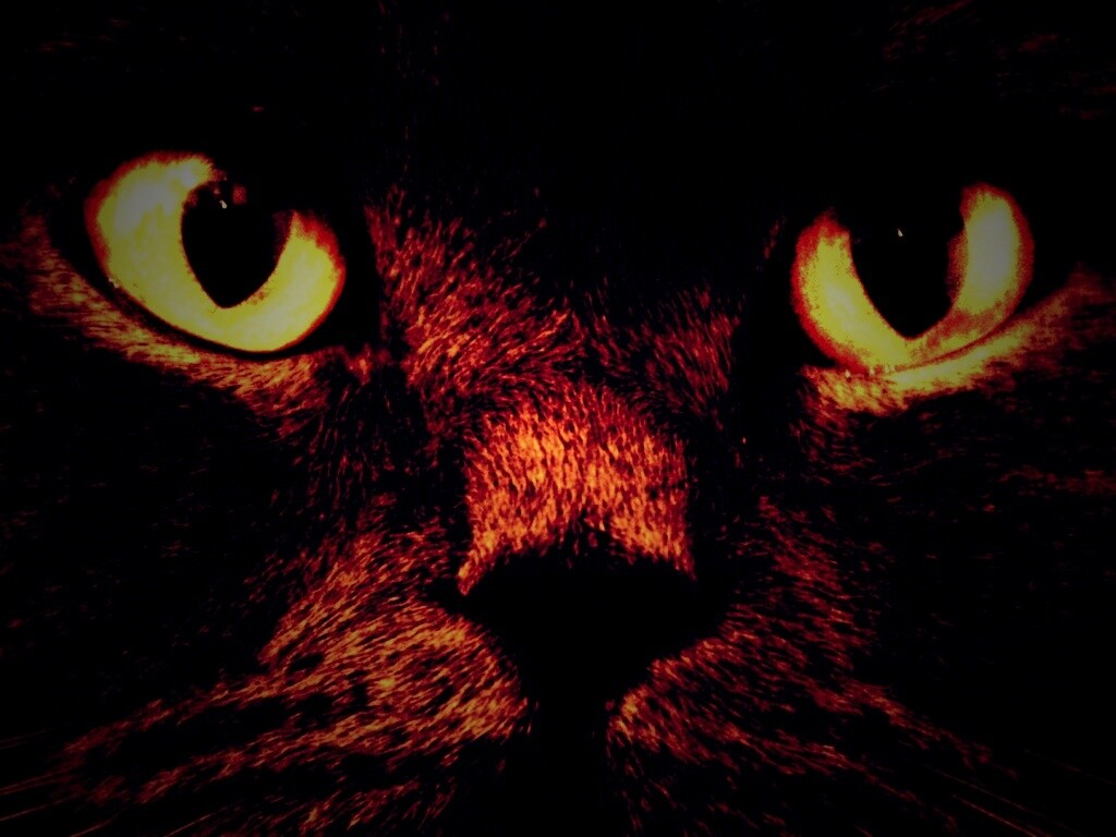 Черный кот с оранжевыми глазами обои