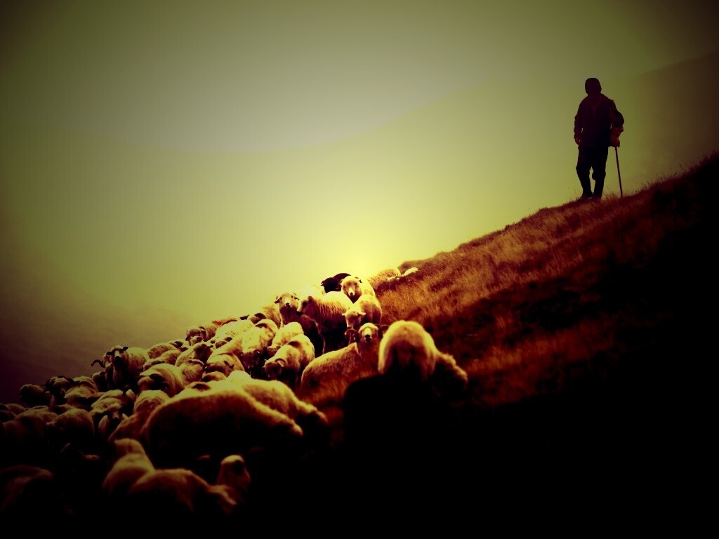Пастух и стадо обои