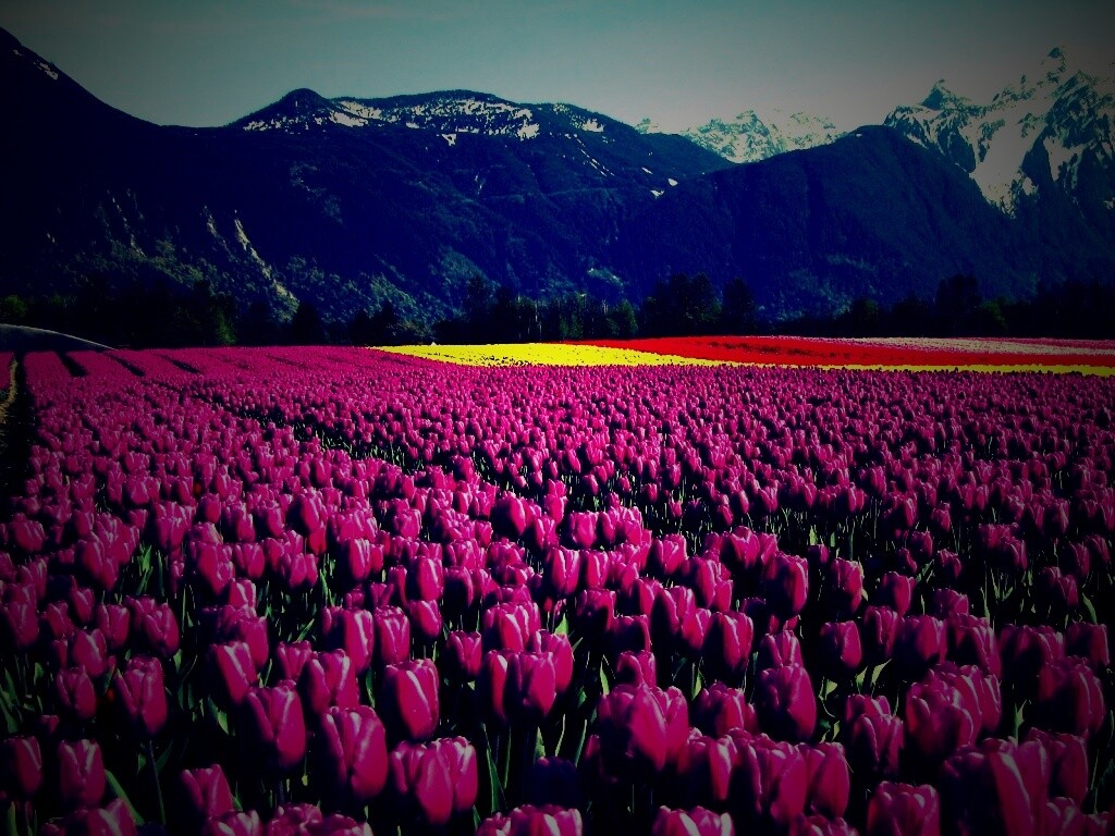 Поле тюльпанов обои