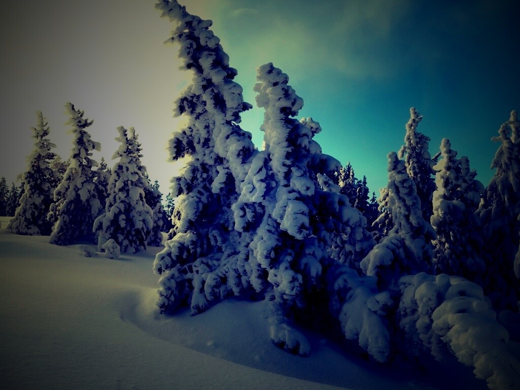 Ели в снегу обои