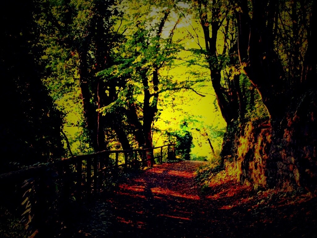 Лесная дорожка обои