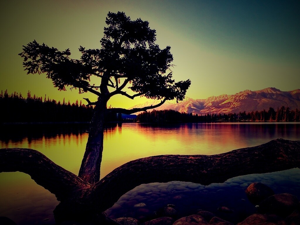 Дерево у горного озера обои