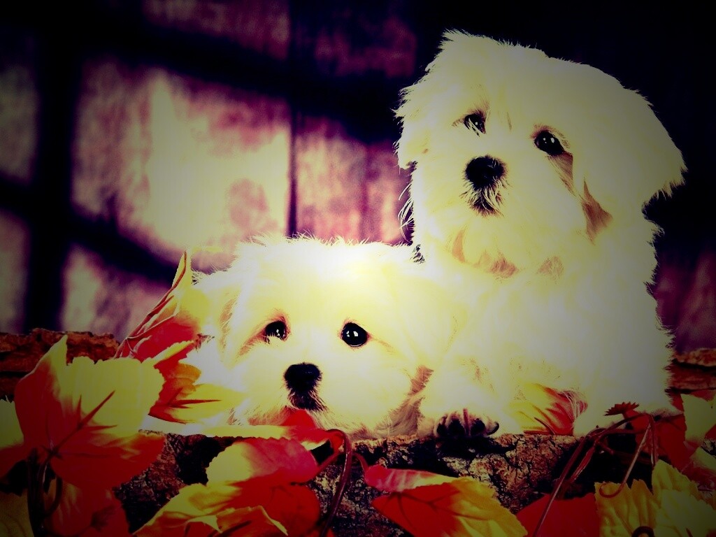 Два белых и пушистых пёсика  обои