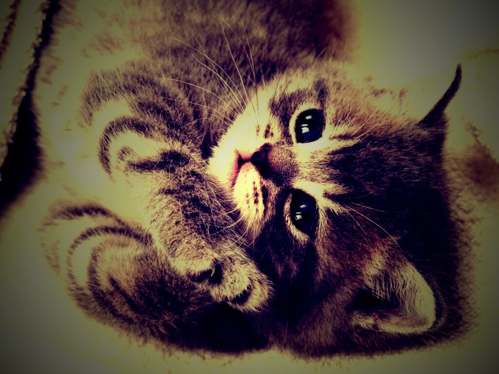 Маленький пушистик обои