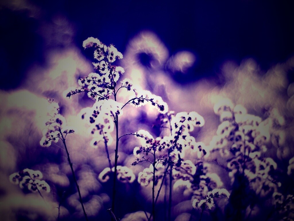 Сиреневые цветы обои