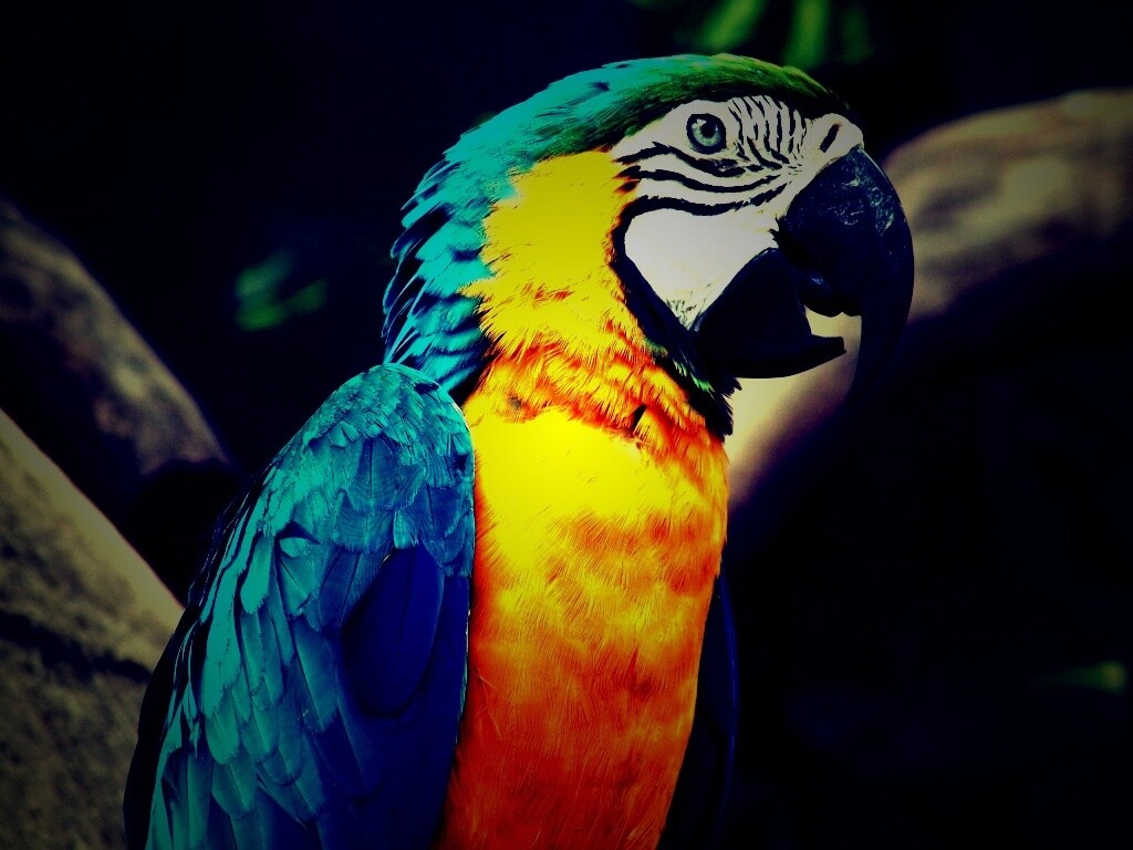 Разноцветынй попугай обои