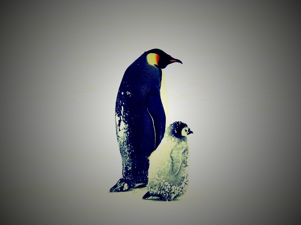 Пингвин с птенцом обои