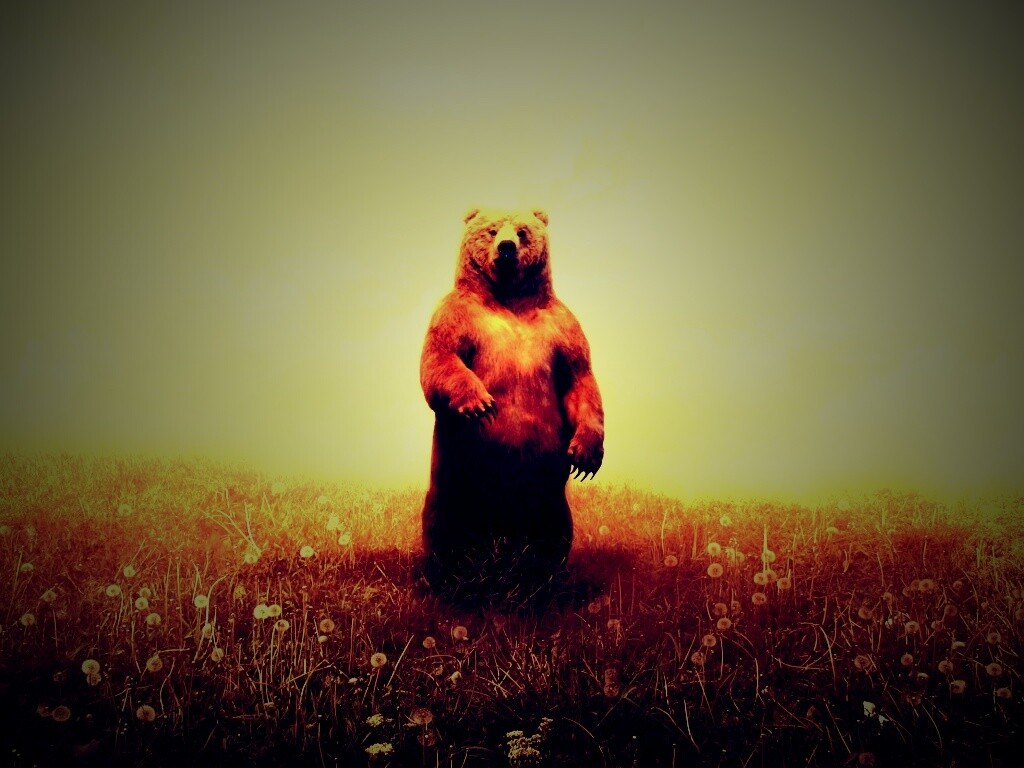 Медведь в одуванчиковом поле обои