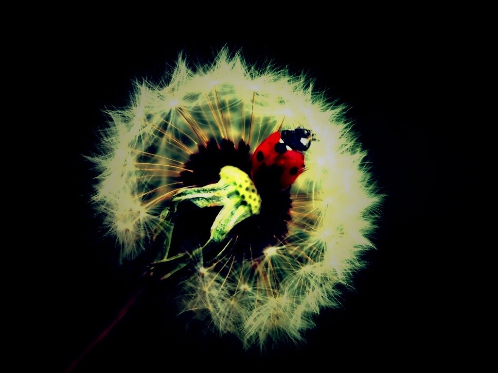Божья коровка на одуванчике обои