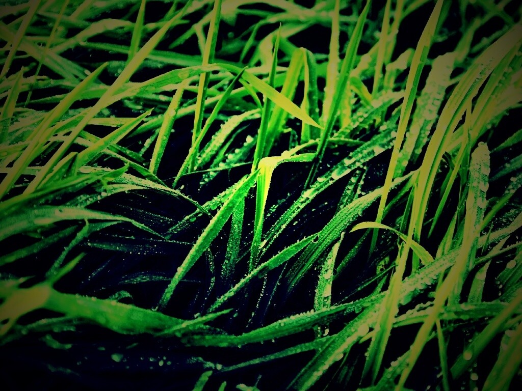 Роса на траве обои