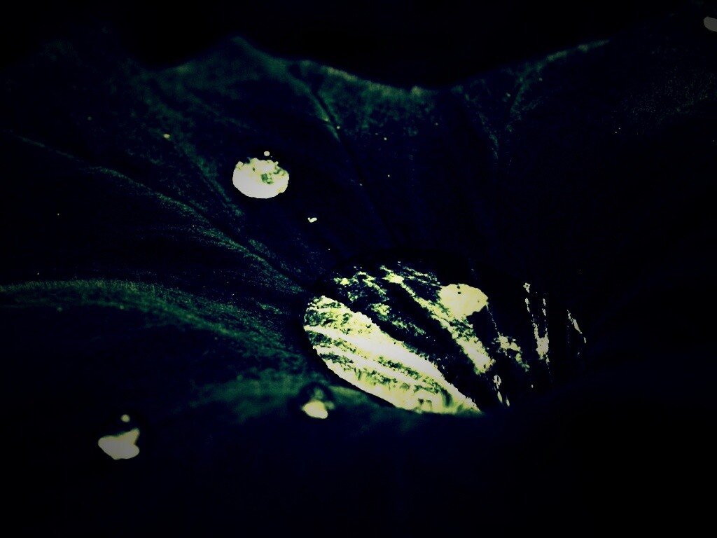 Капля в листе обои