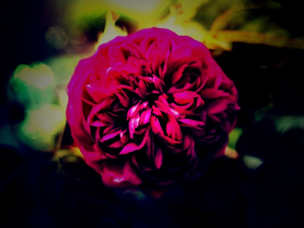 Клевер крупным планом обои