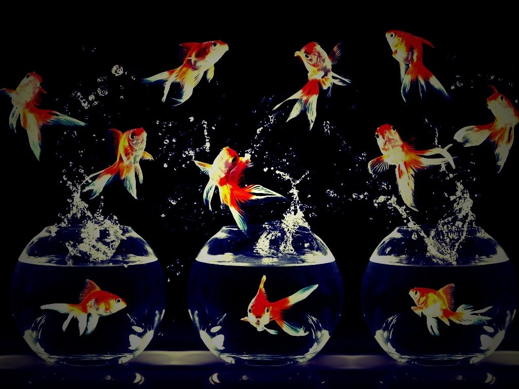Аквариумы жонглируют рыбами обои