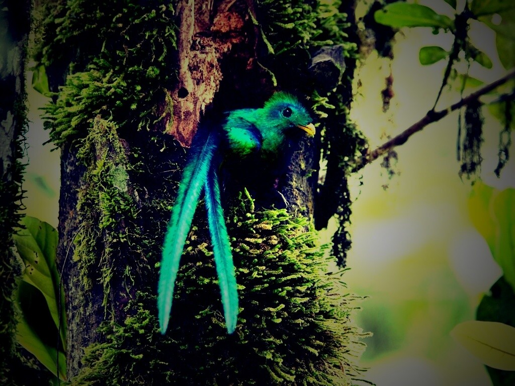 Райская птица в дупле обои