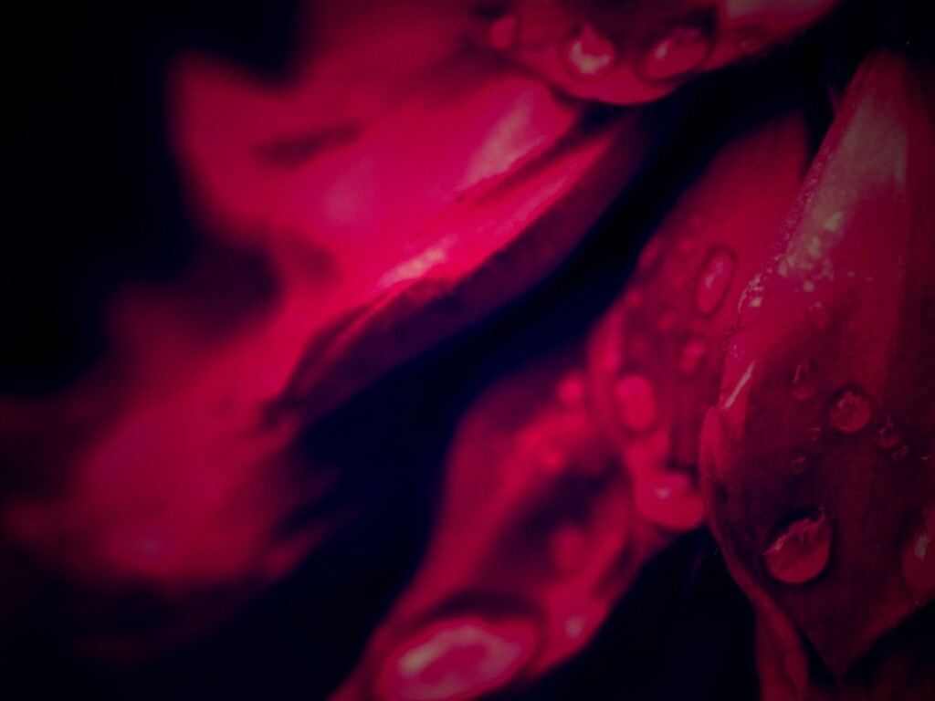 Лепестки обои