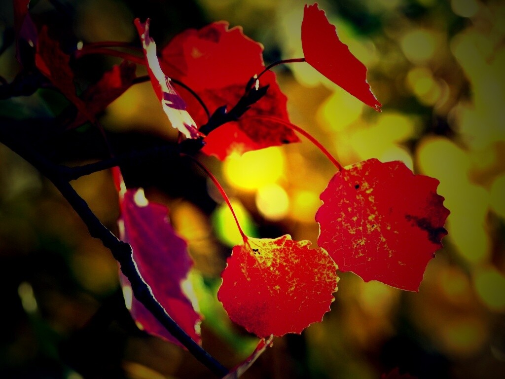 Красные листья обои