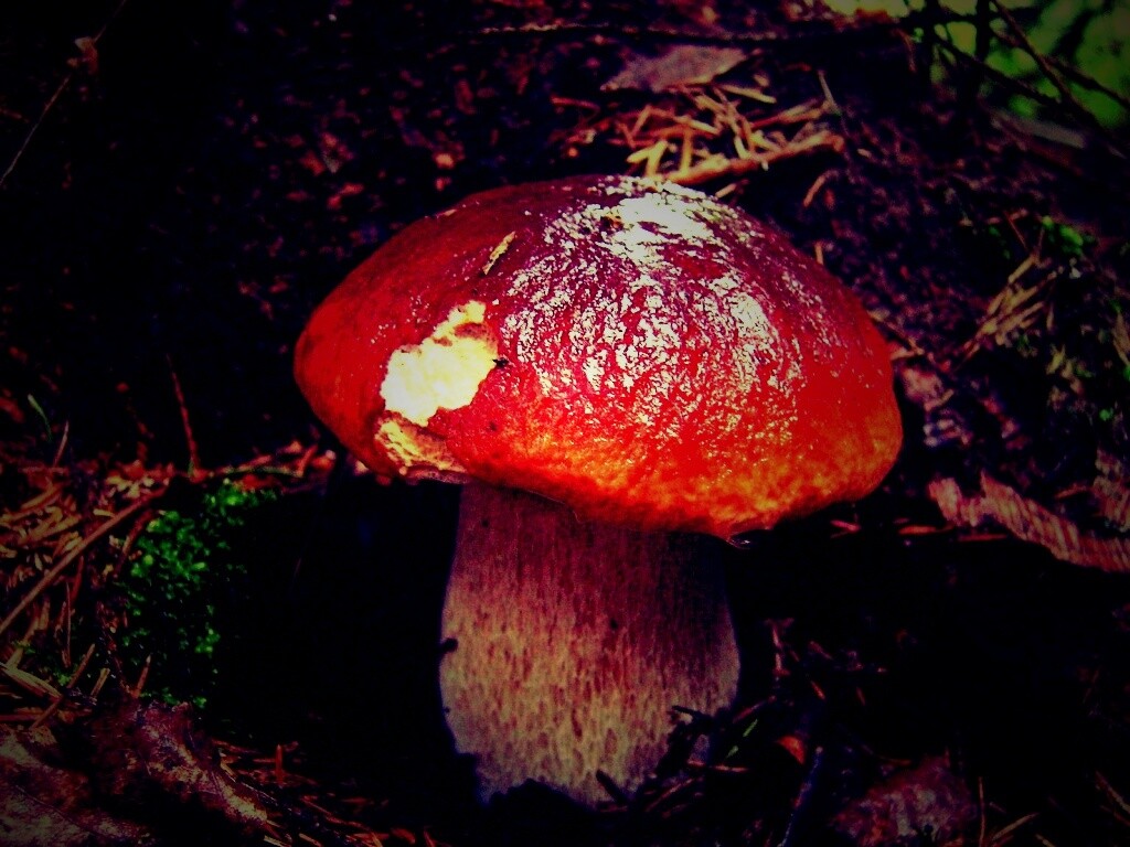 Белый гриб обои