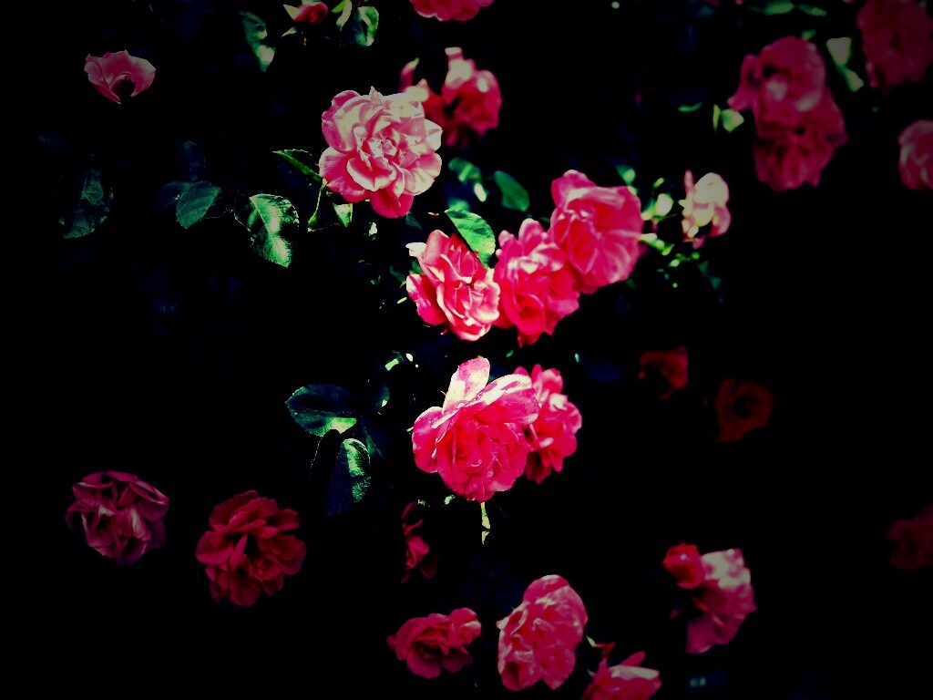 Розовый куст обои