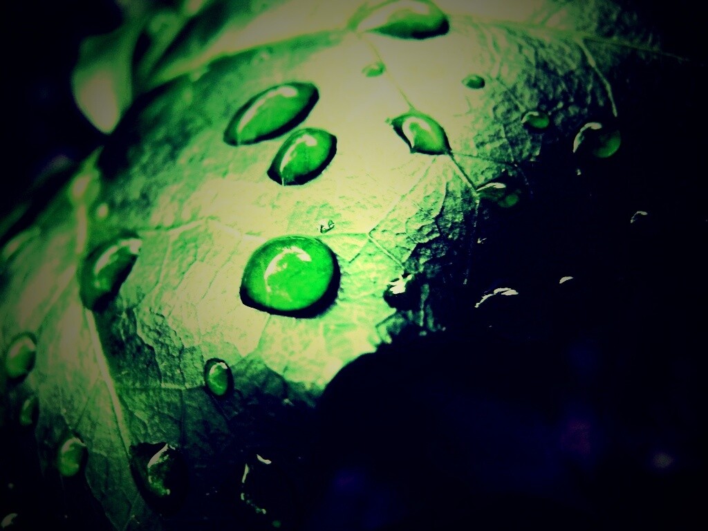 Капли росы на листе обои