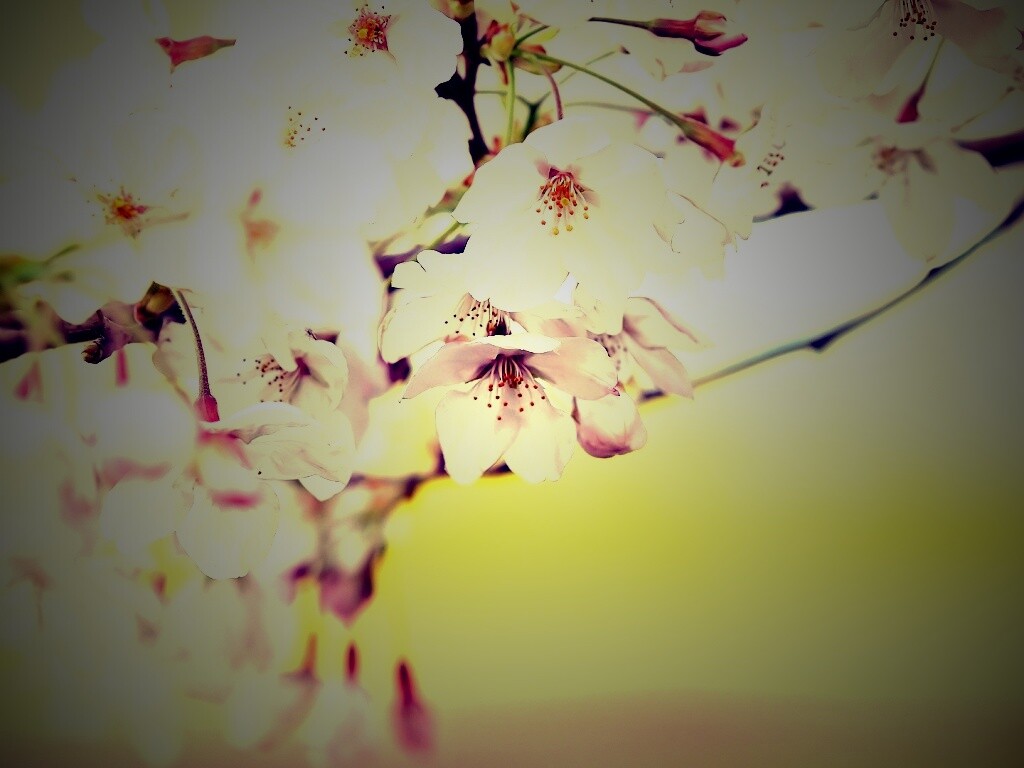 Цветение вишни обои