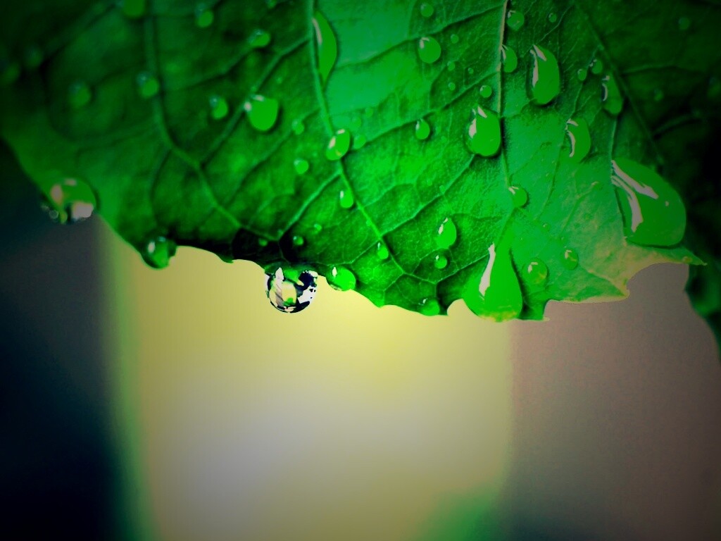Роса на листе в макро обои