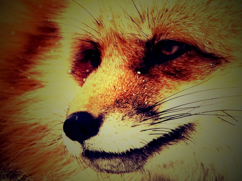 Морда рыжей лисы обои