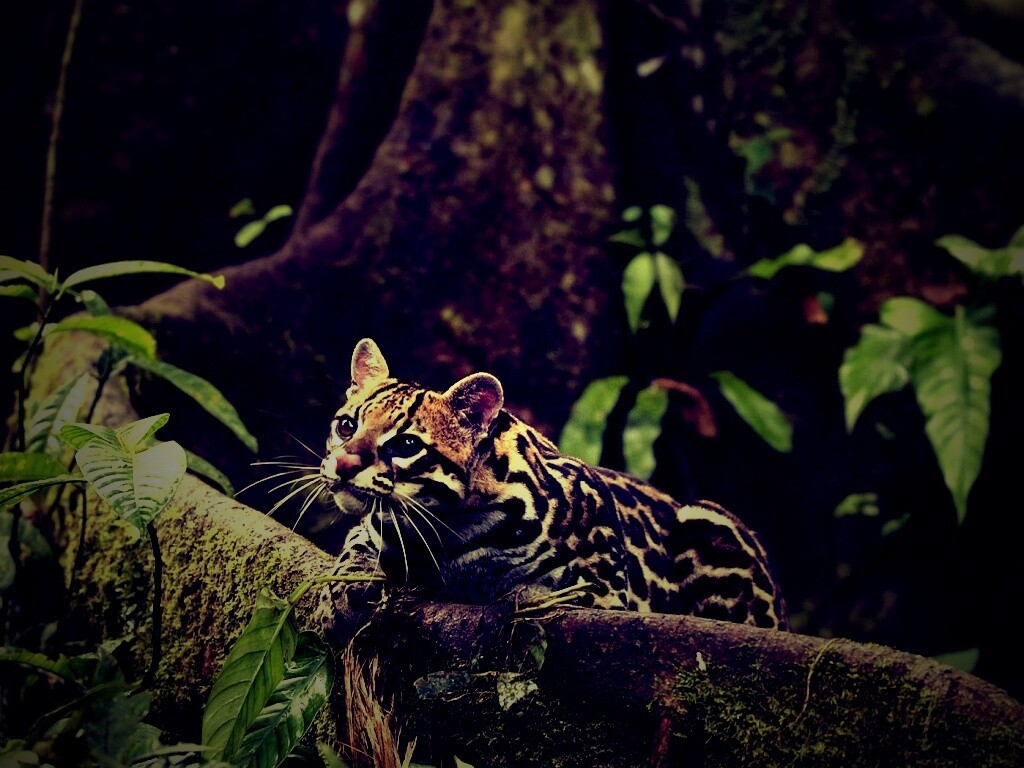 Оцелот обои