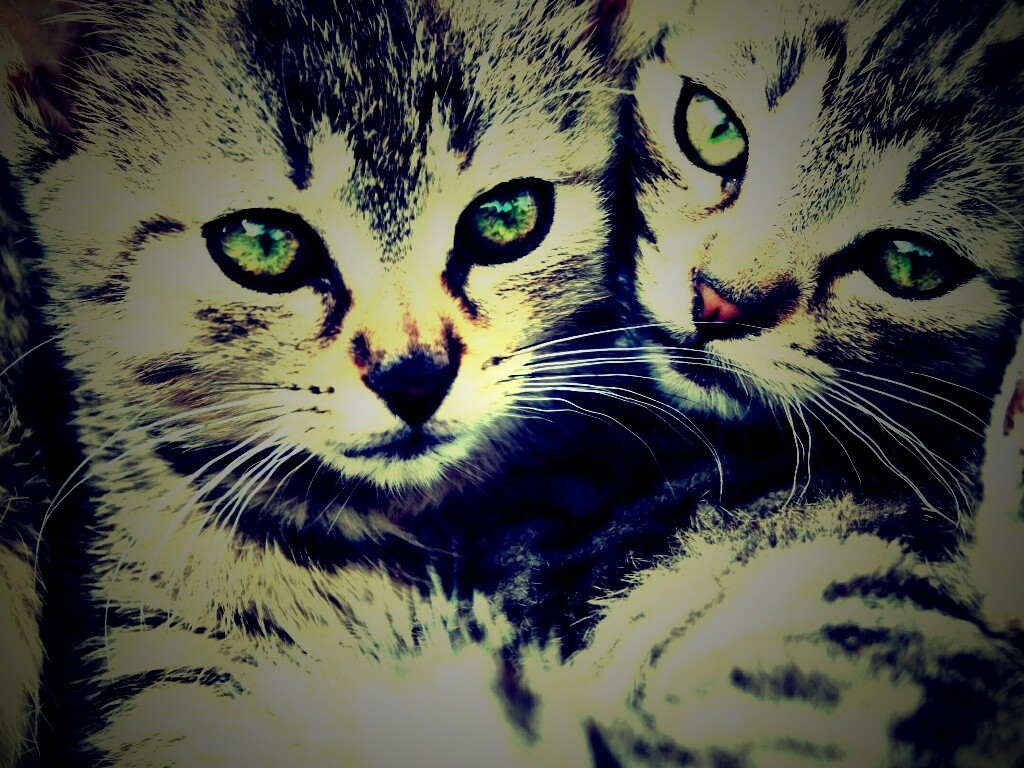 Котята в обнимку обои