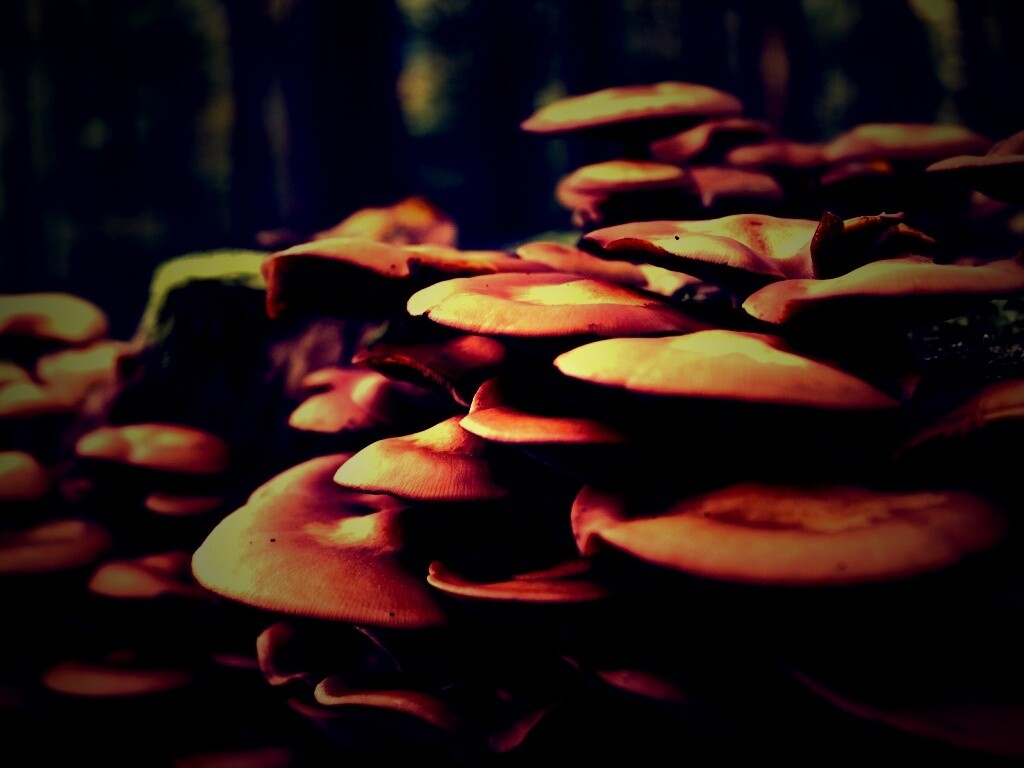 Лесные грибы на пне обои