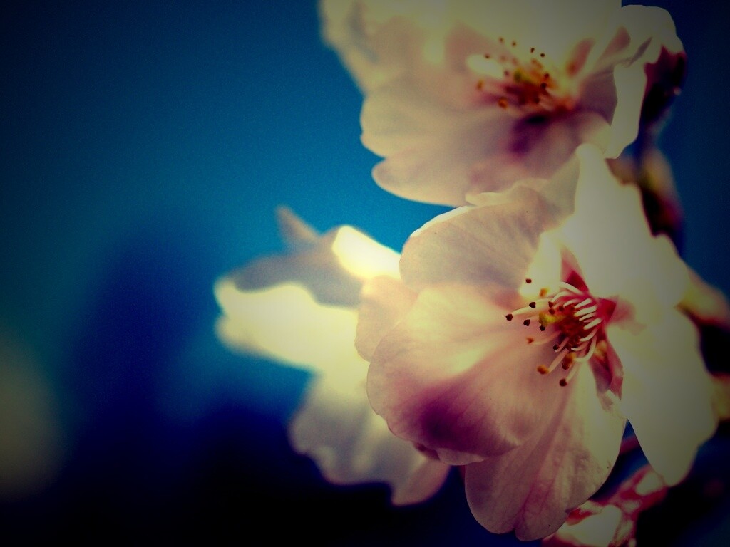 Нежные белые цветы обои