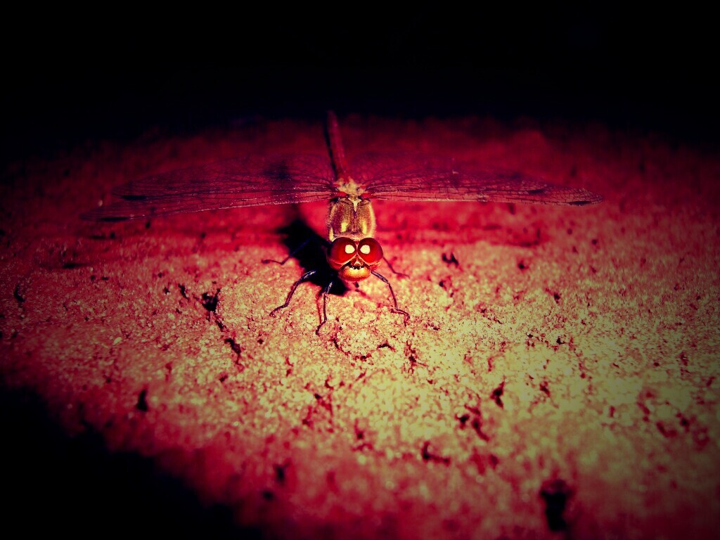 Стрекоза обои