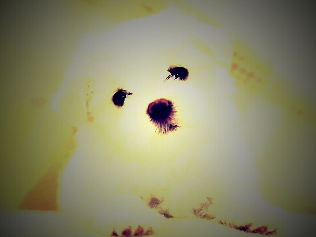 Щенок мальтийской болонки обои