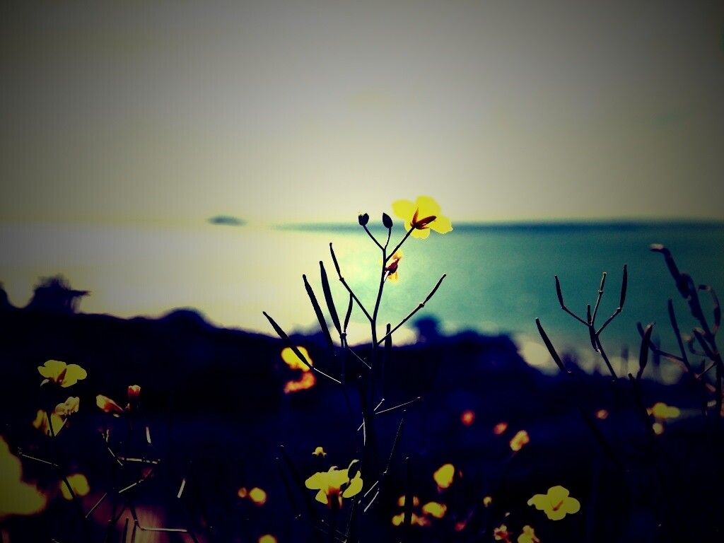 Мелкие жёлтые цветы обои