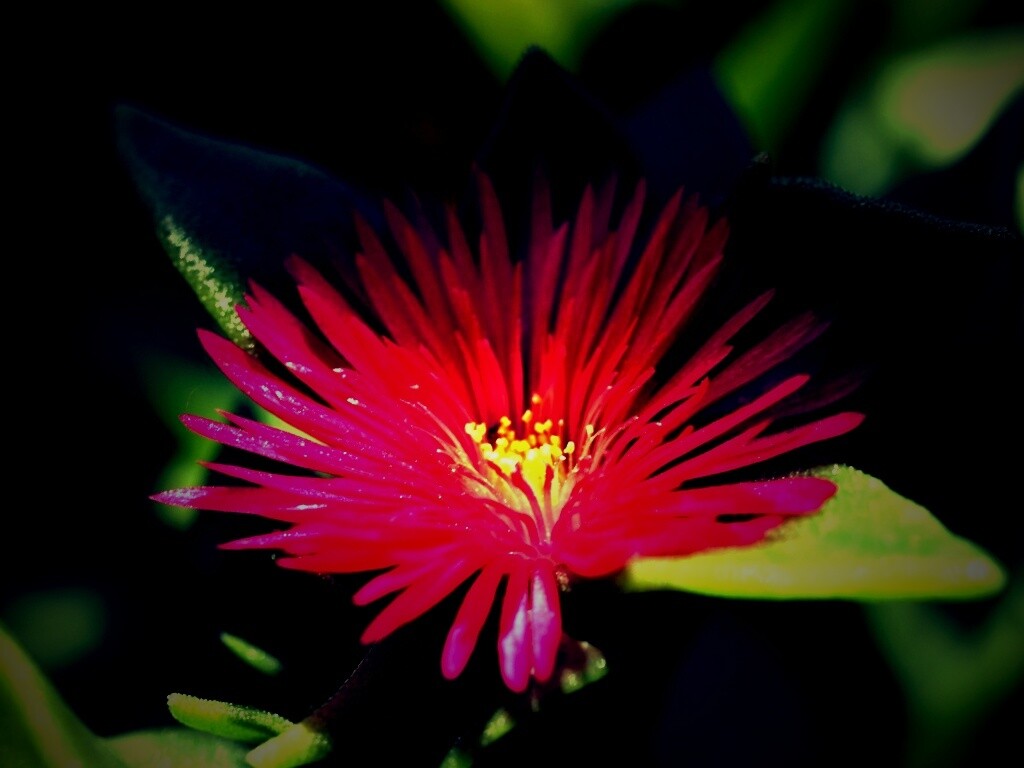 Чудесный цветок обои