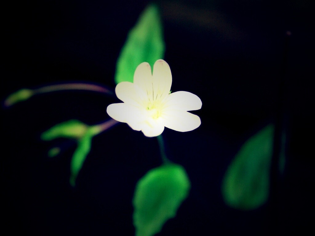 Маленький цветок в макро обои