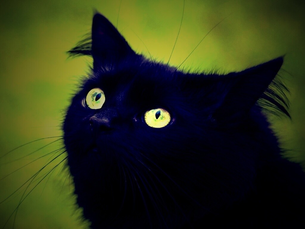 Чёрный котик с зелёными глазками обои