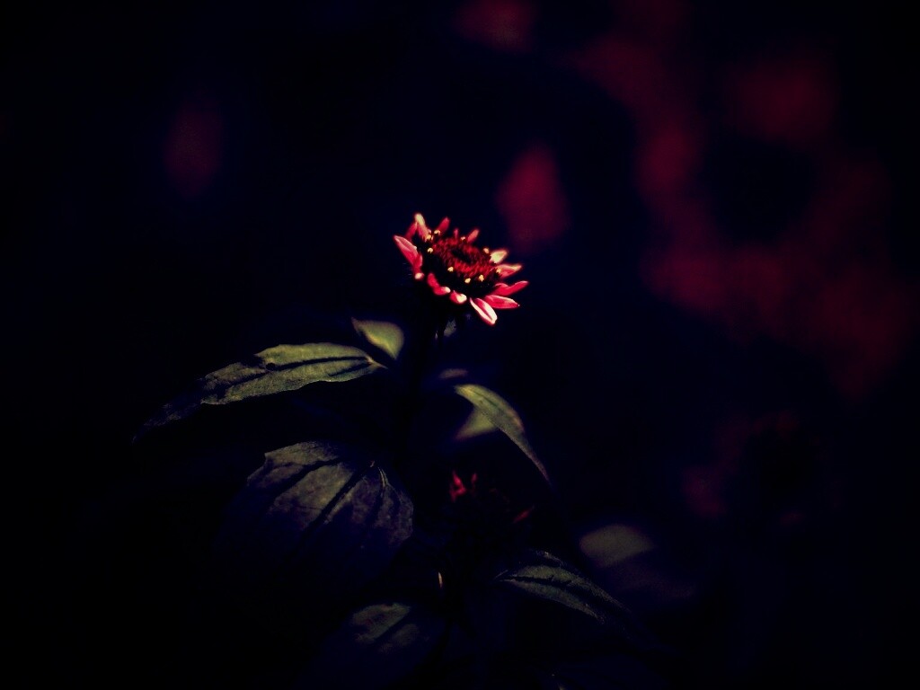 Фотография цветка обои