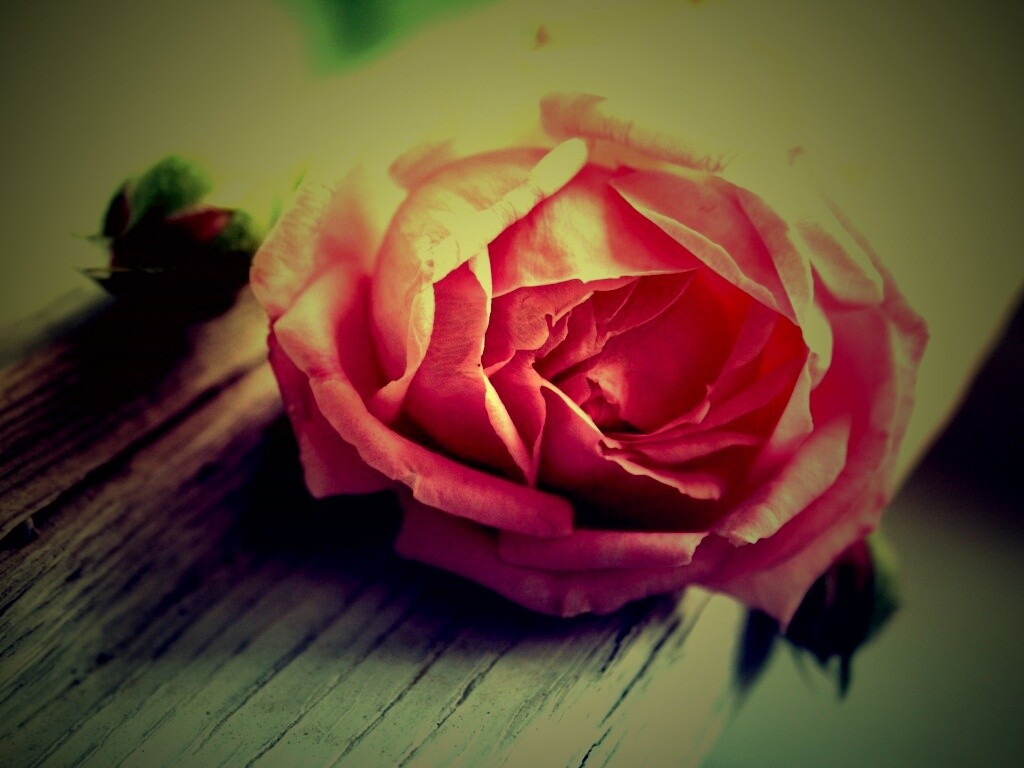 Бутон нежной розы обои