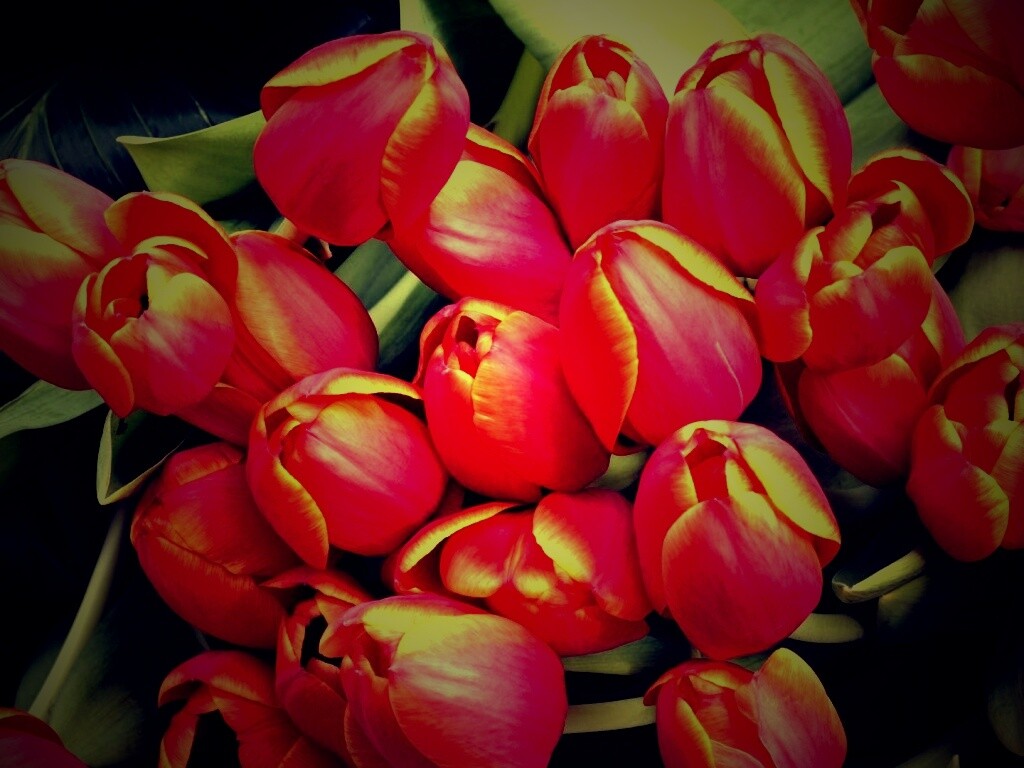Букет красных тюльпанов обои