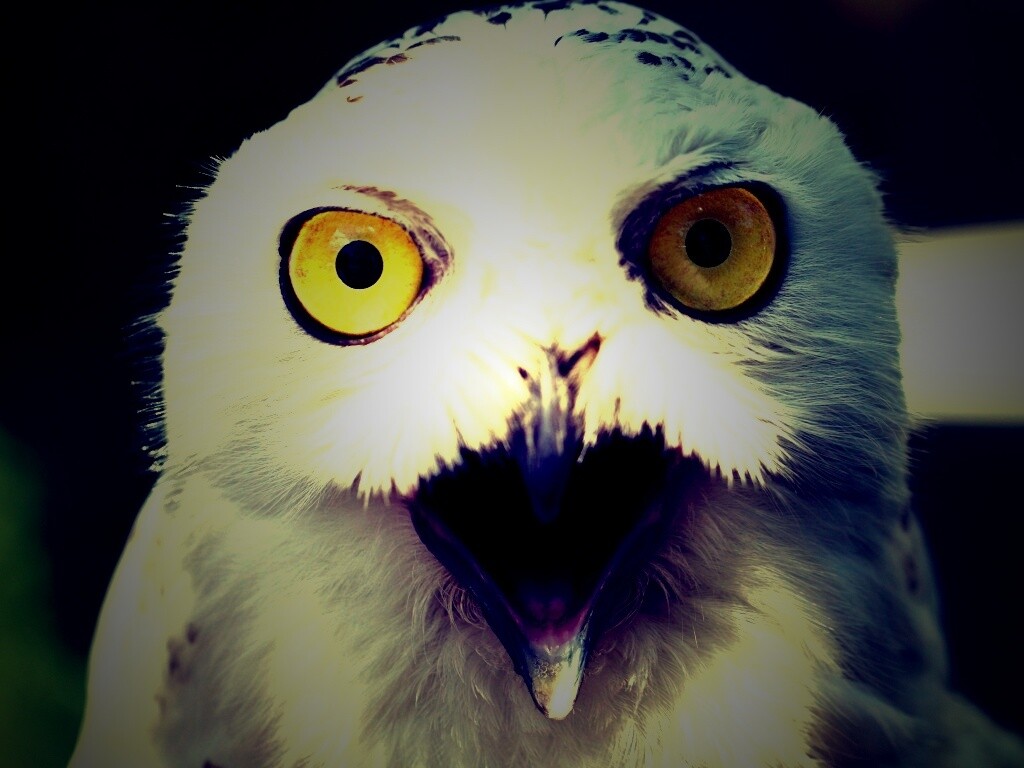 Сова в шоке! обои