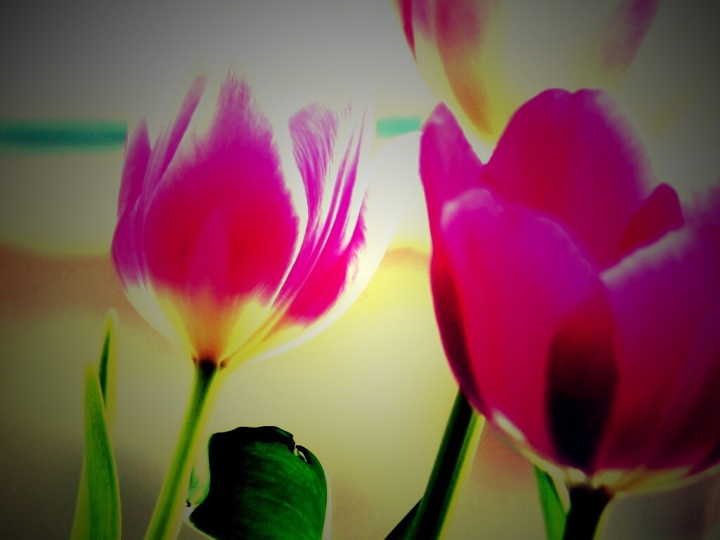 Тюльпаны обои