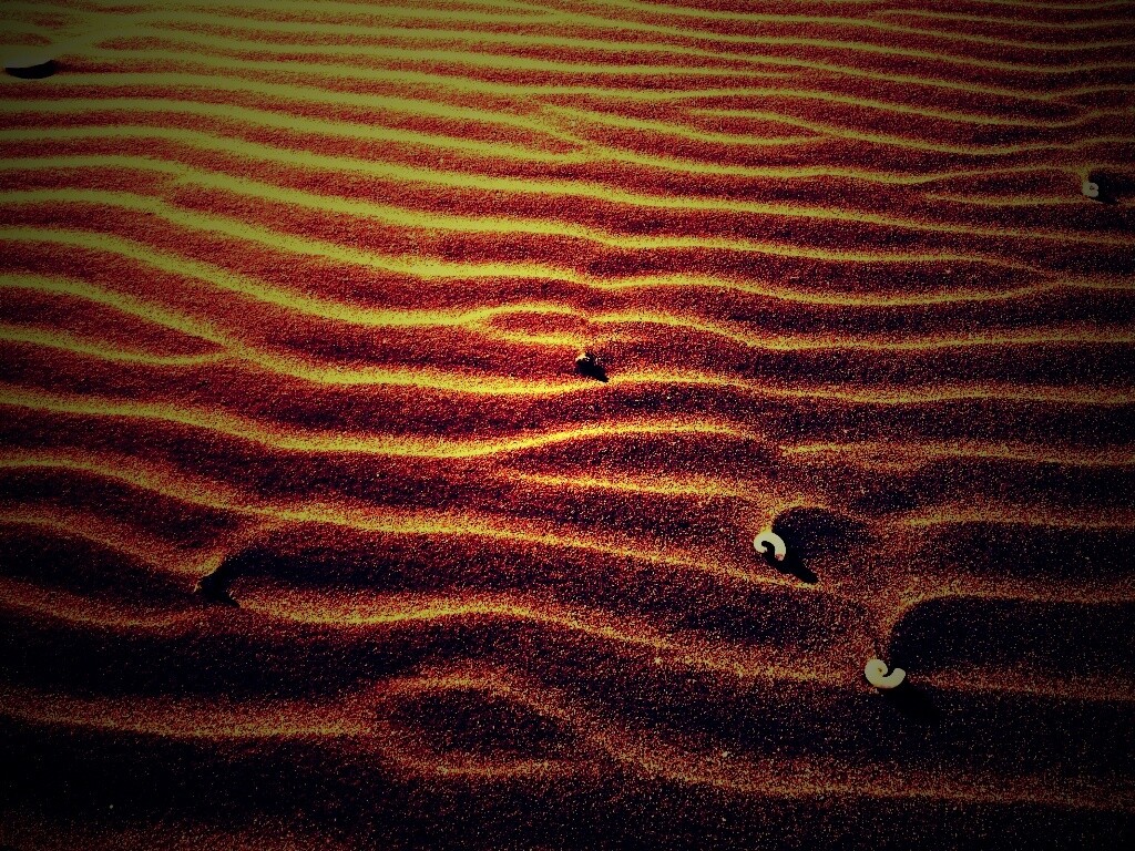 Песок и раковины обои