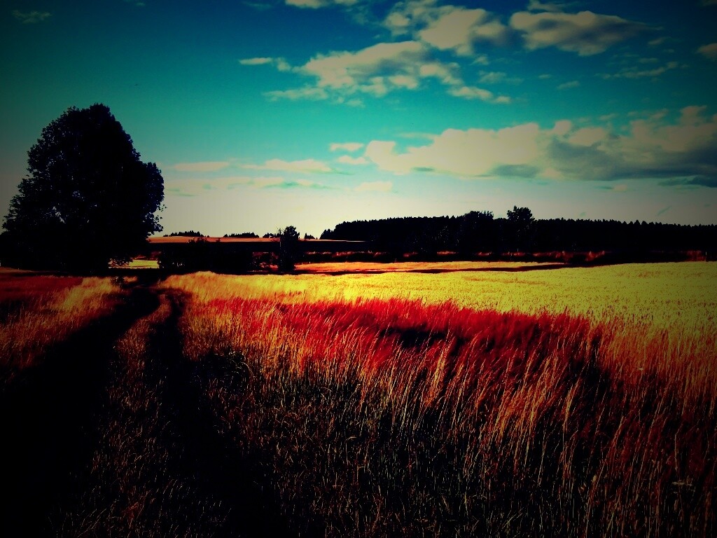 Колея в поле обои