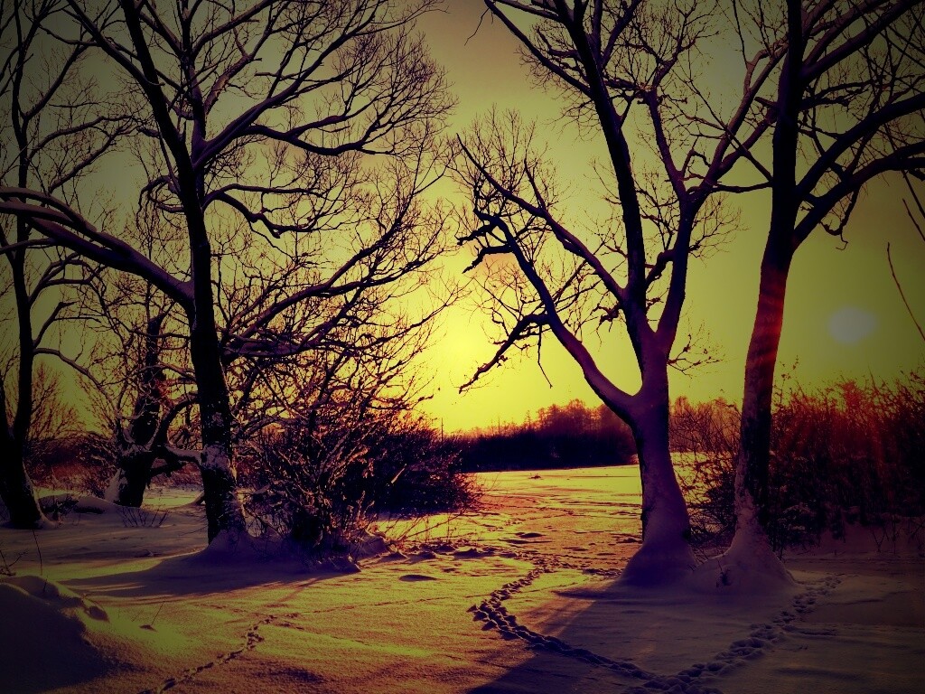 Солнечный свет в зимнем лесу обои