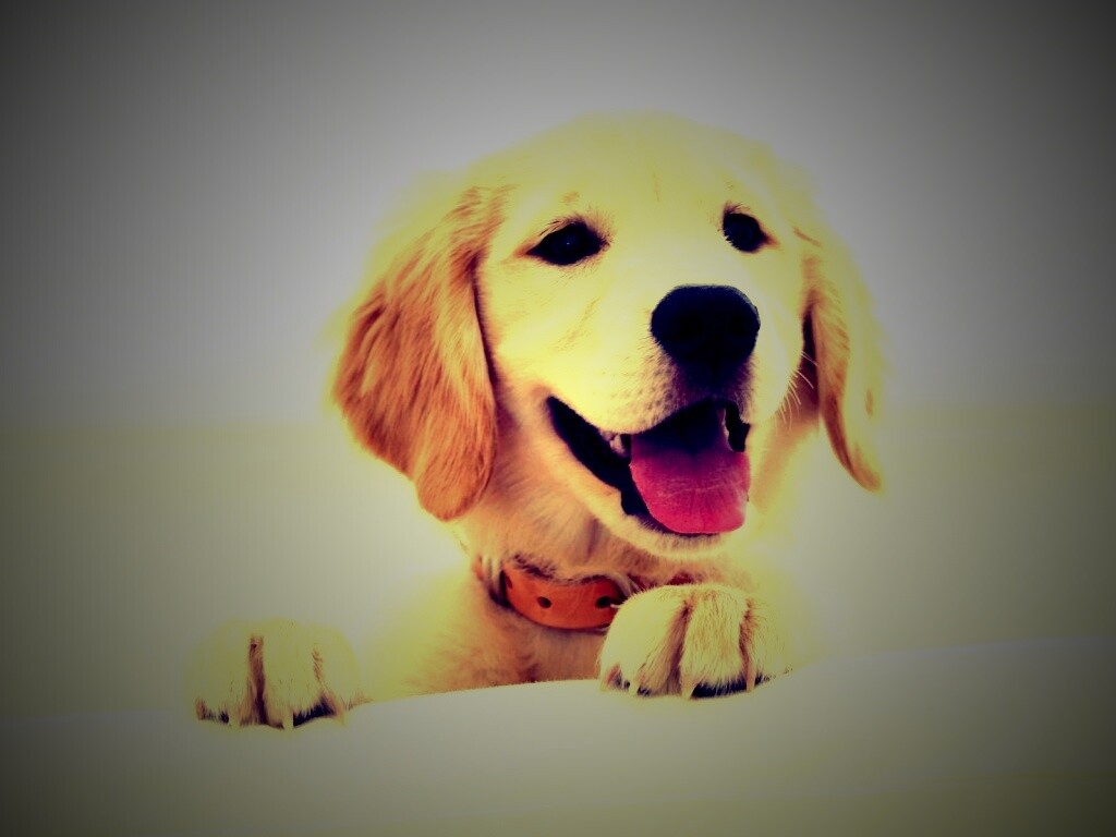 Щенок голден ретривера обои