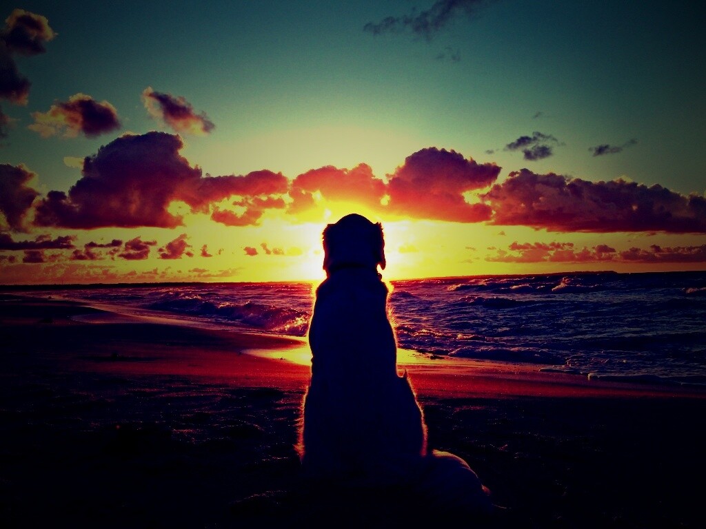 Собака наблюдающая закат на пляже обои