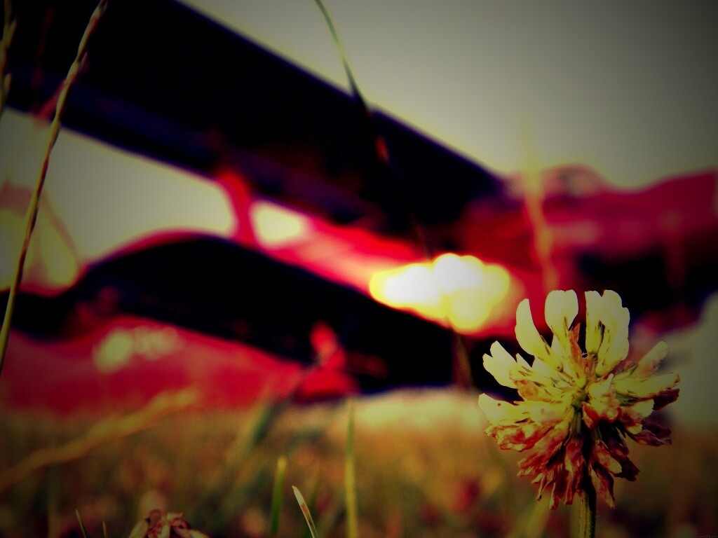 Цветок и красный самолет обои