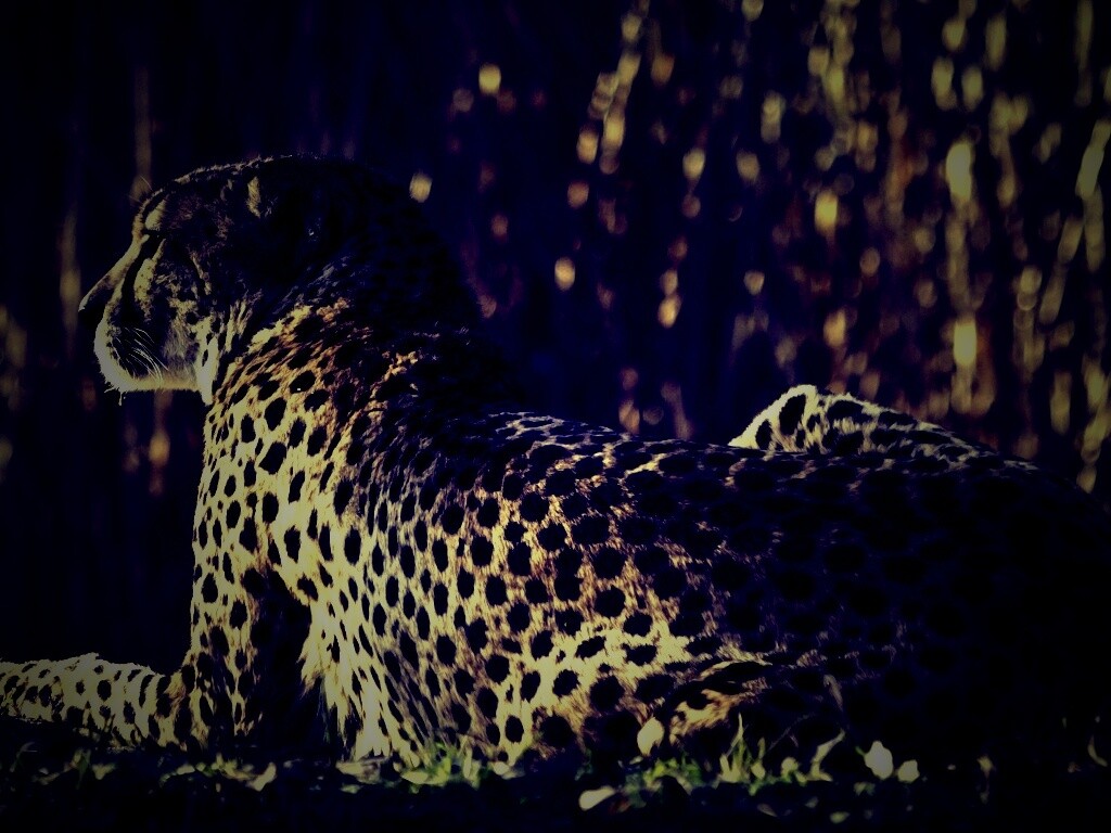 Гепард обои