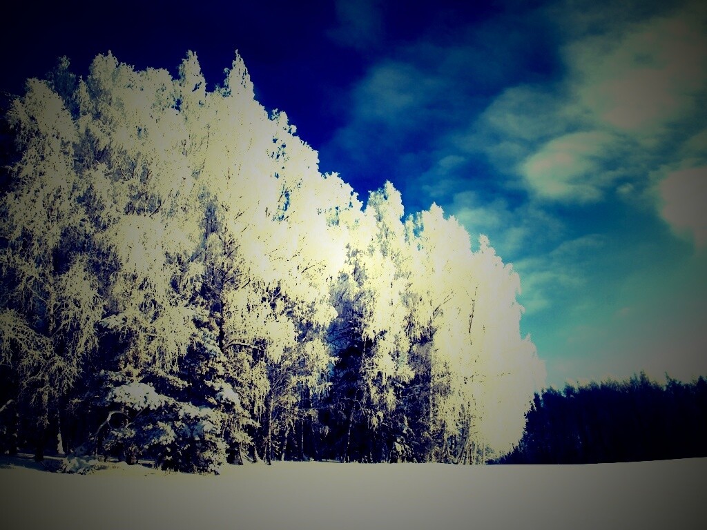 Заснеженные деревья обои