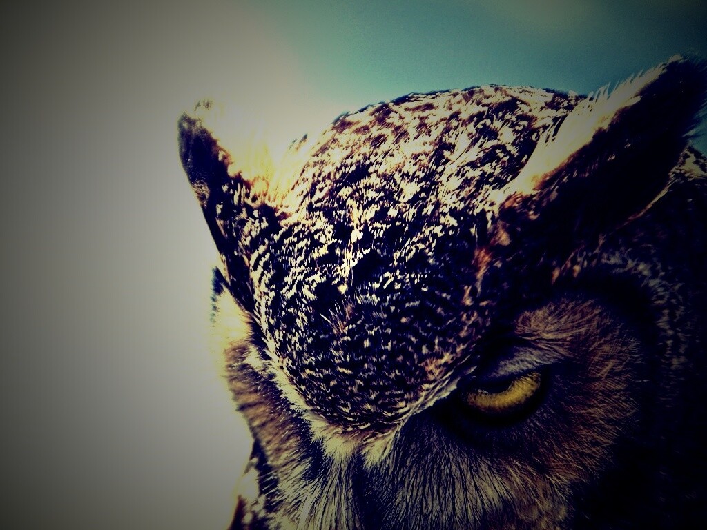 Злая сова обои